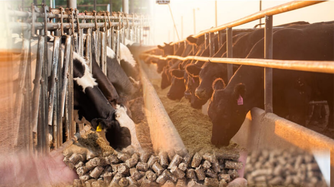 FEED MILL PRODUCTION TECHNOLOGIES